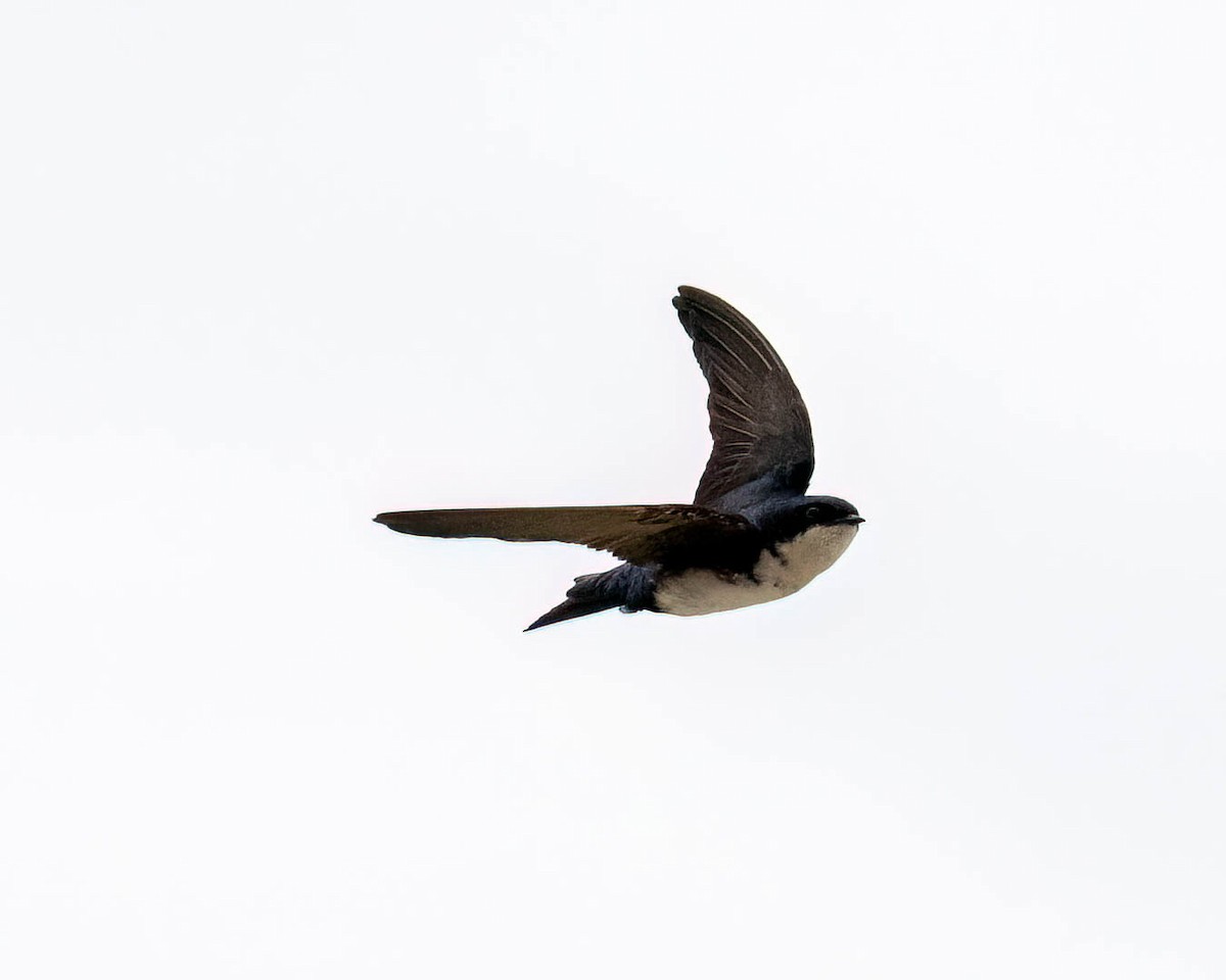 Blue-and-white Swallow - ML646002416