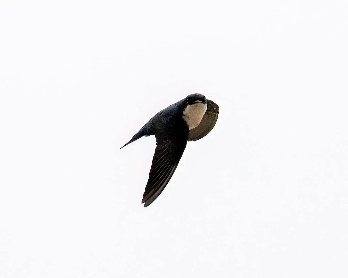 Blue-and-white Swallow - ML646002417