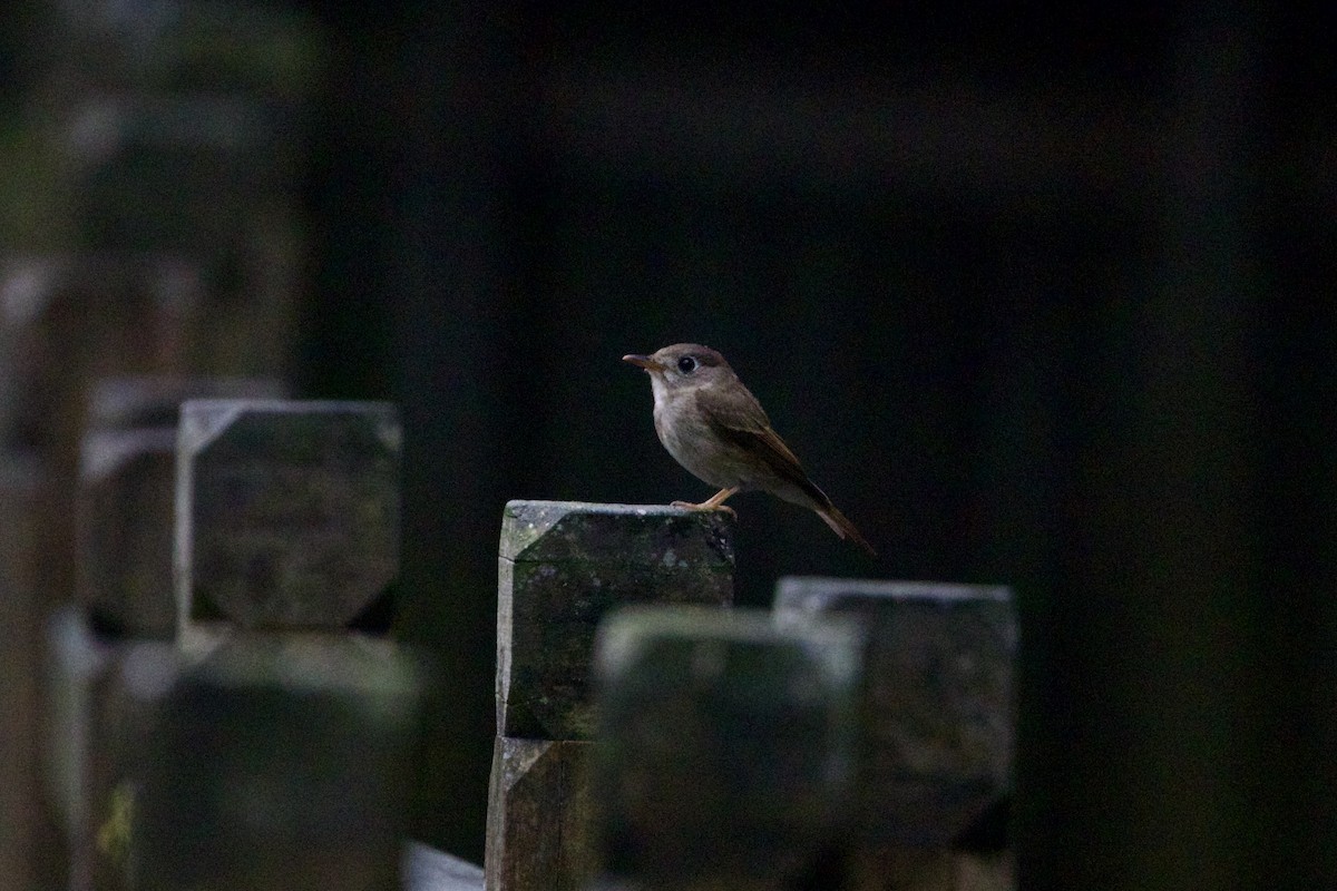 Brown-breasted Flycatcher - ML646002418