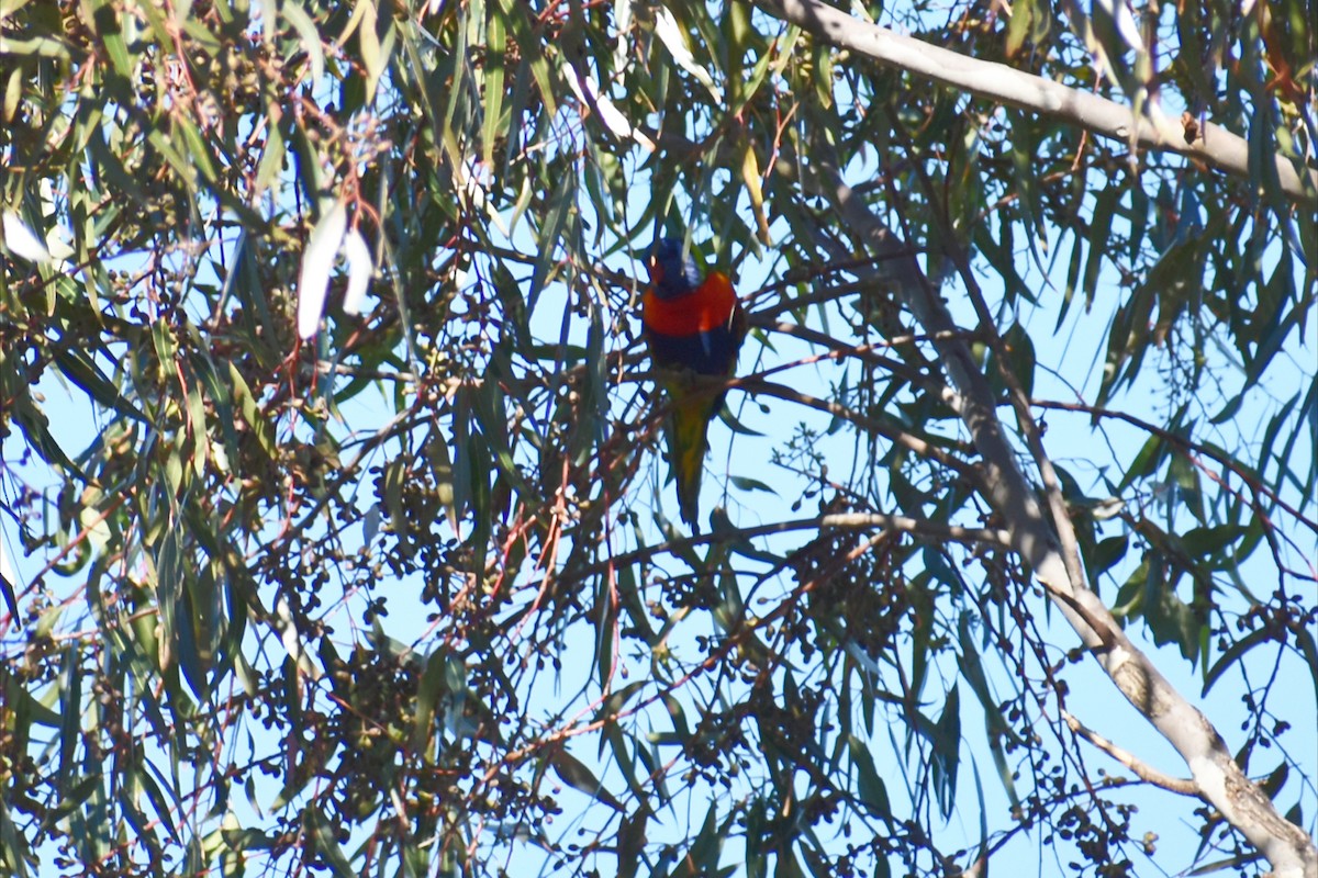 Rainbow Lorikeet - ML646002419