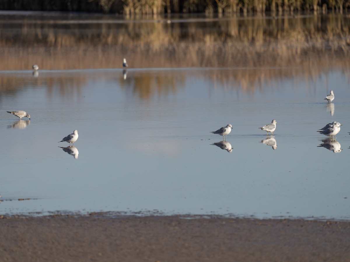 Delawareko kaioa - ML646002421