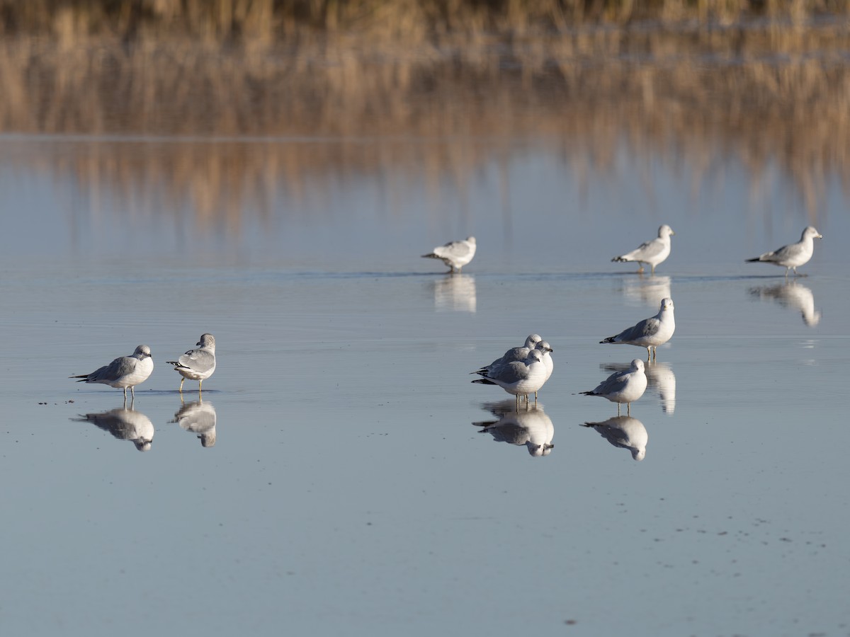 Delawareko kaioa - ML646002422