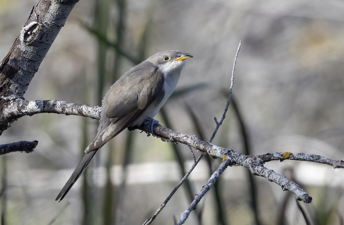 Kukutxo mokohoria - ML646002423