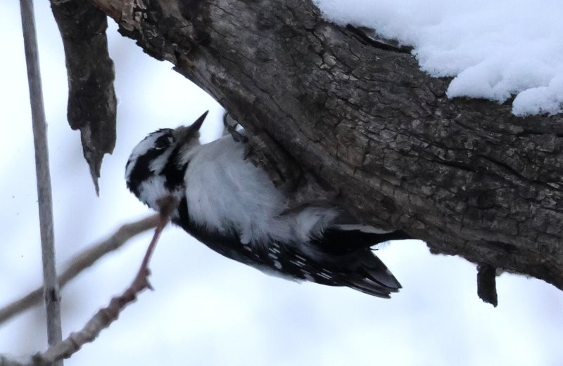 Downy Woodpecker - ML646002424