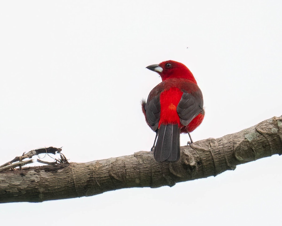 Brazilian Tanager - ML646002425
