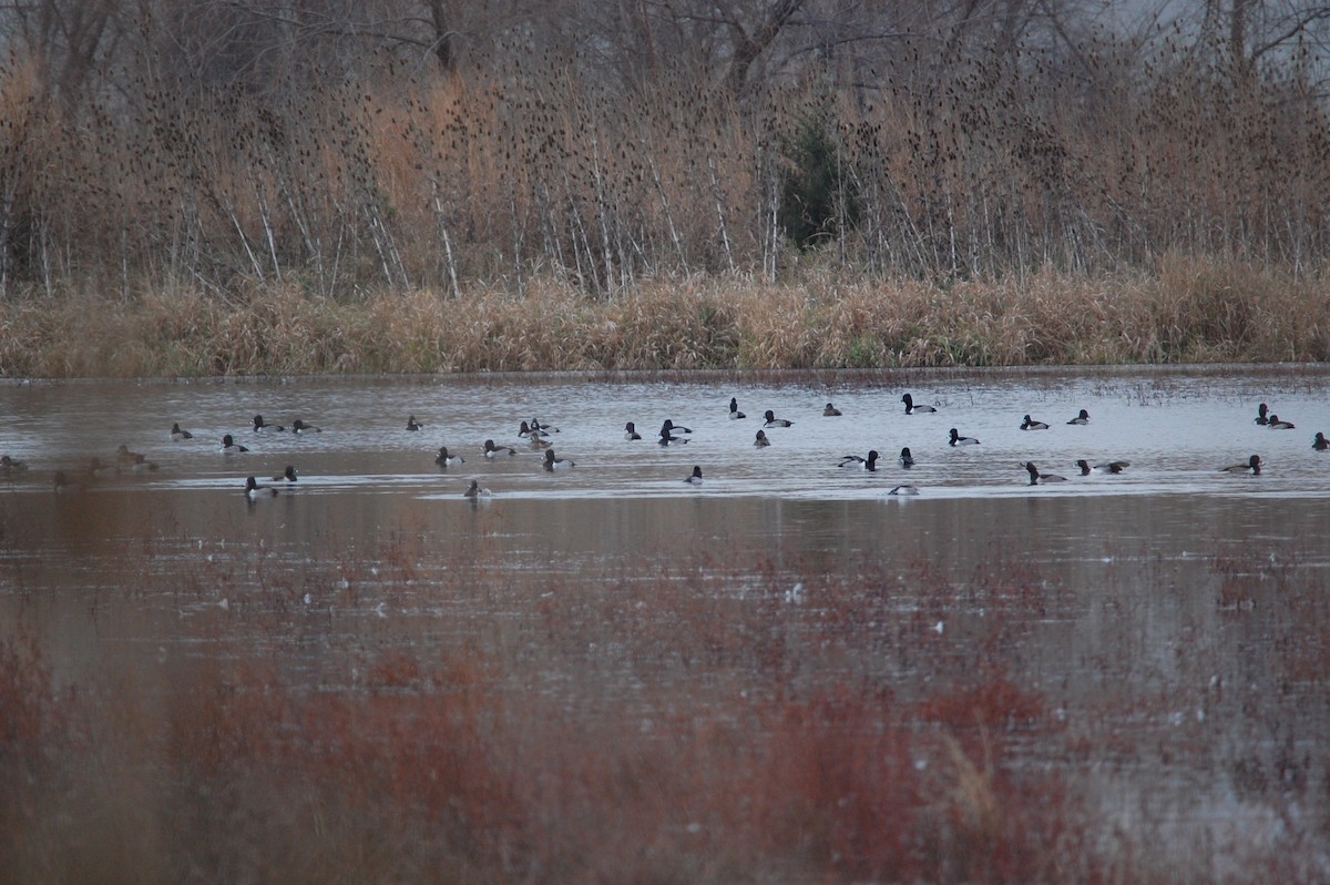 Murgilari lepokoduna - ML646002426