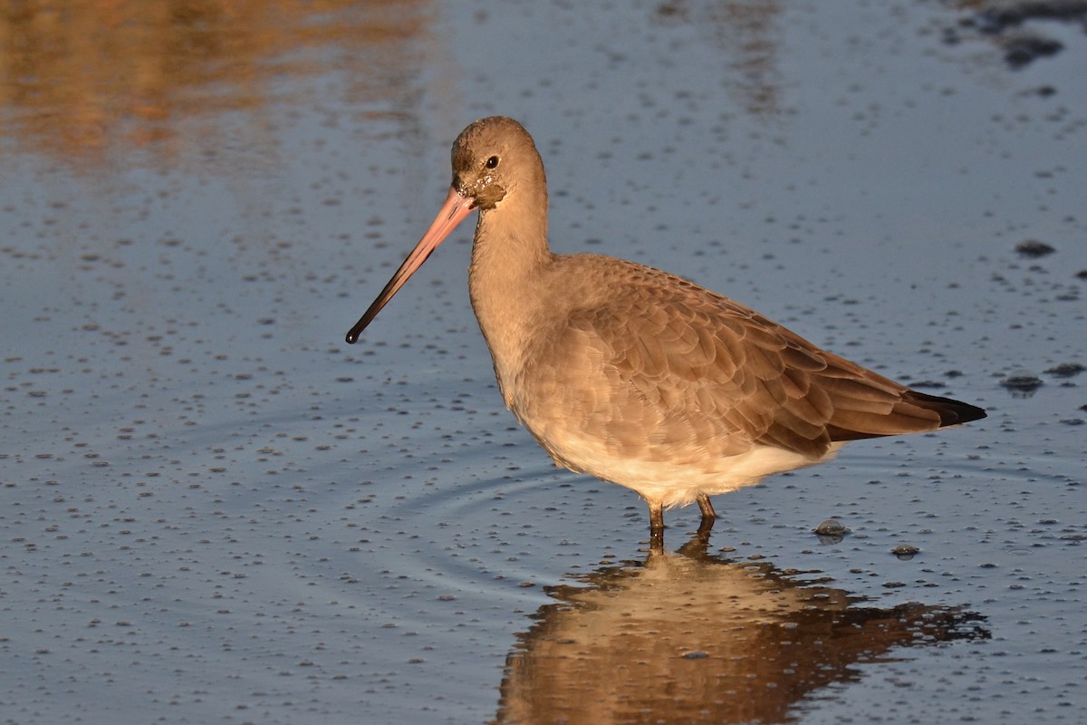 Kuliska buztanbeltza - ML646002430