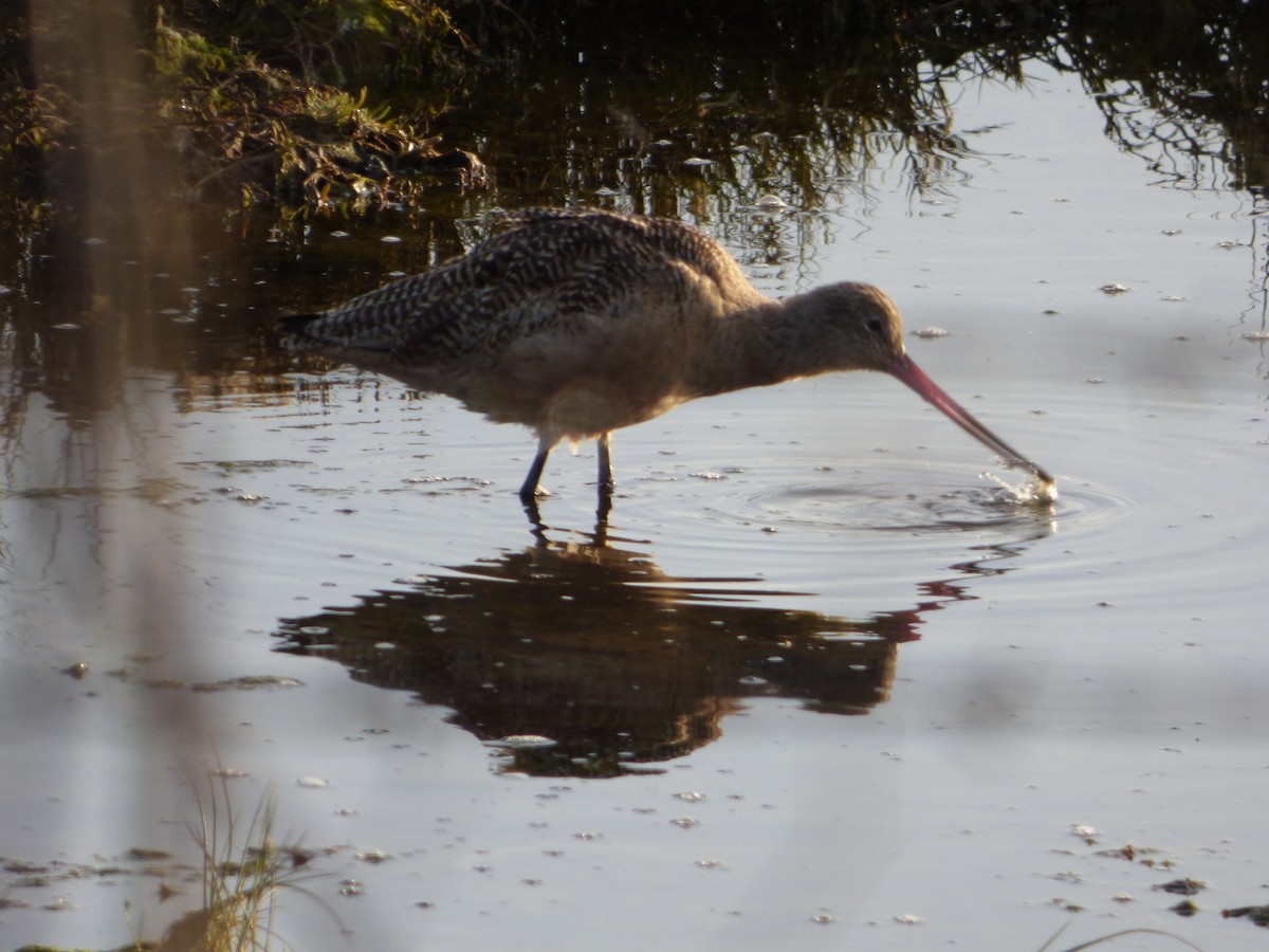 Kuliska kanelakara - ML646002431