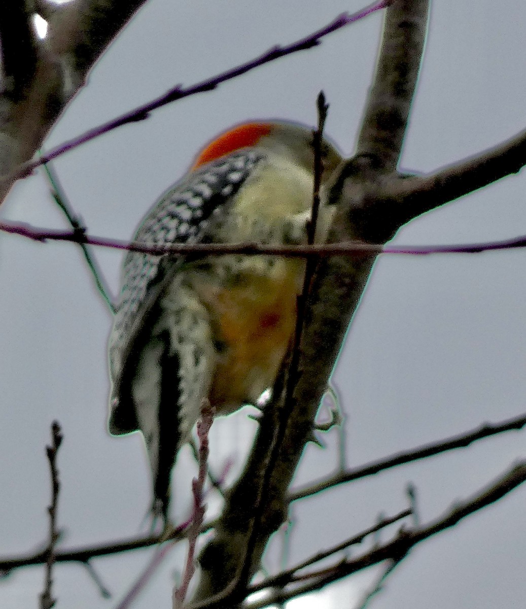Red-bellied Woodpecker - ML646002432