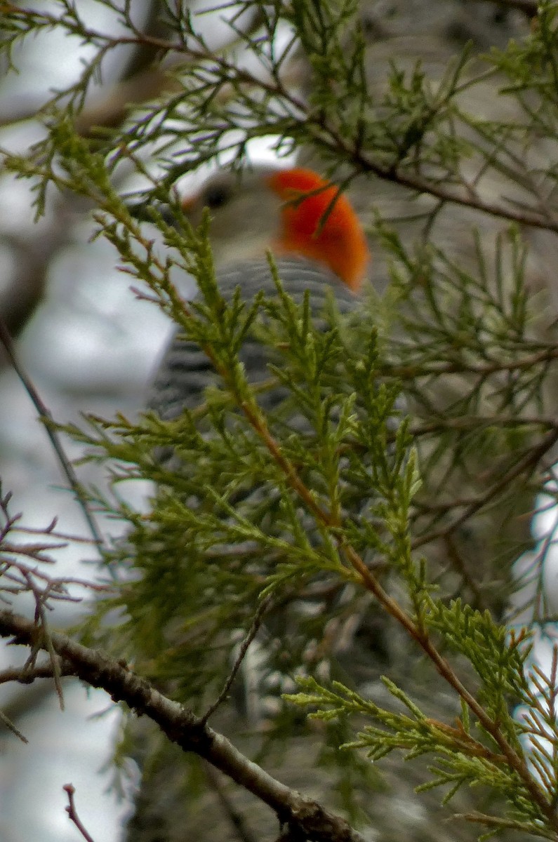 Red-bellied Woodpecker - ML646002433