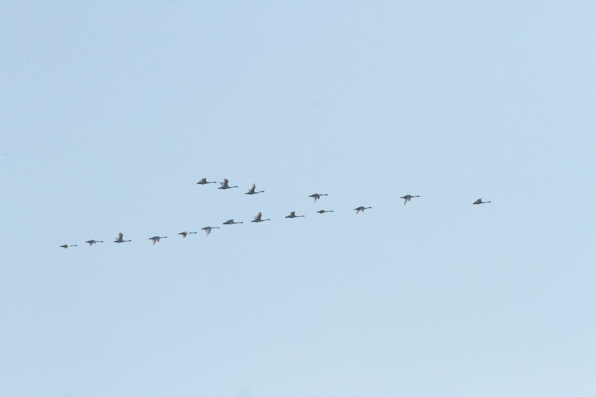 Beltxarga txistularia - ML646002435