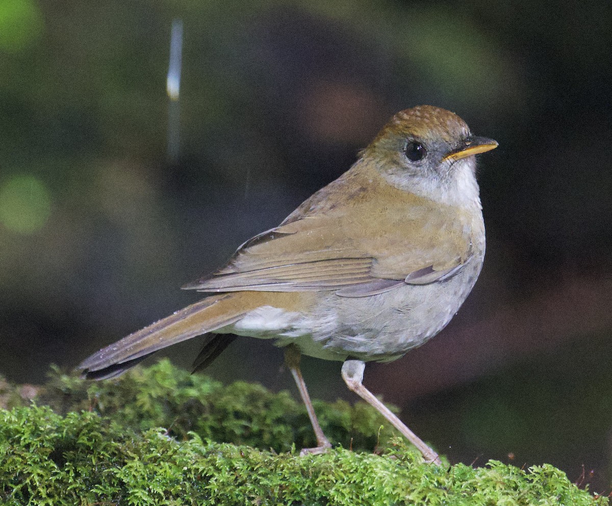 Ruddy-capped Nightingale-Thrush - ML646002436