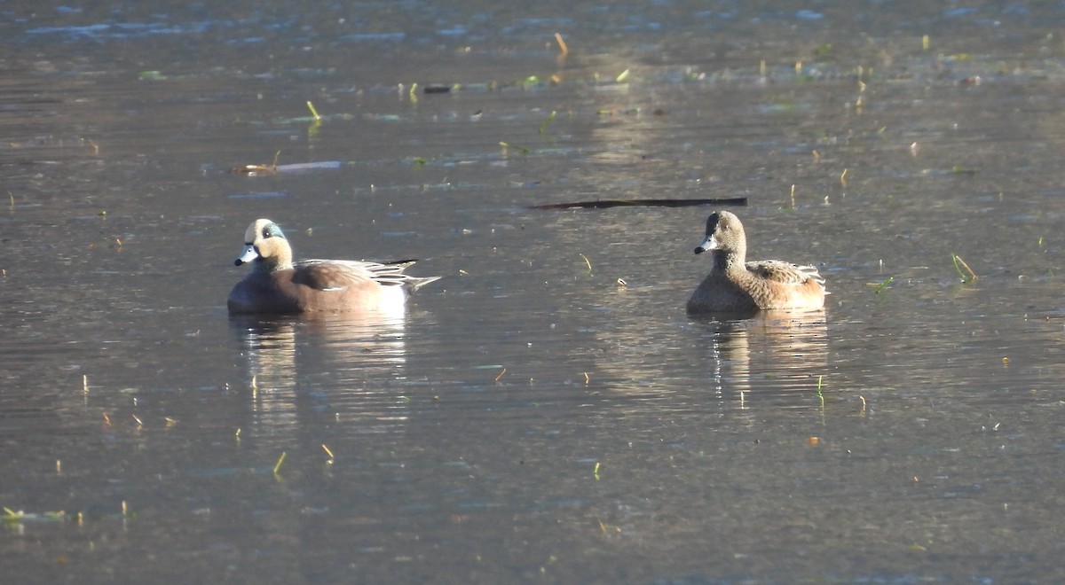 Ahate txistulari amerikarra - ML646002438