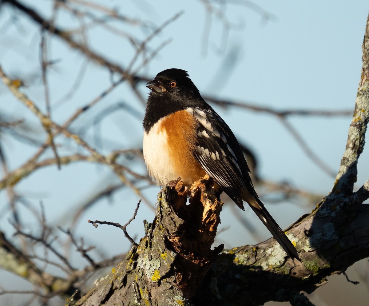 Spotted Towhee - ML646002440