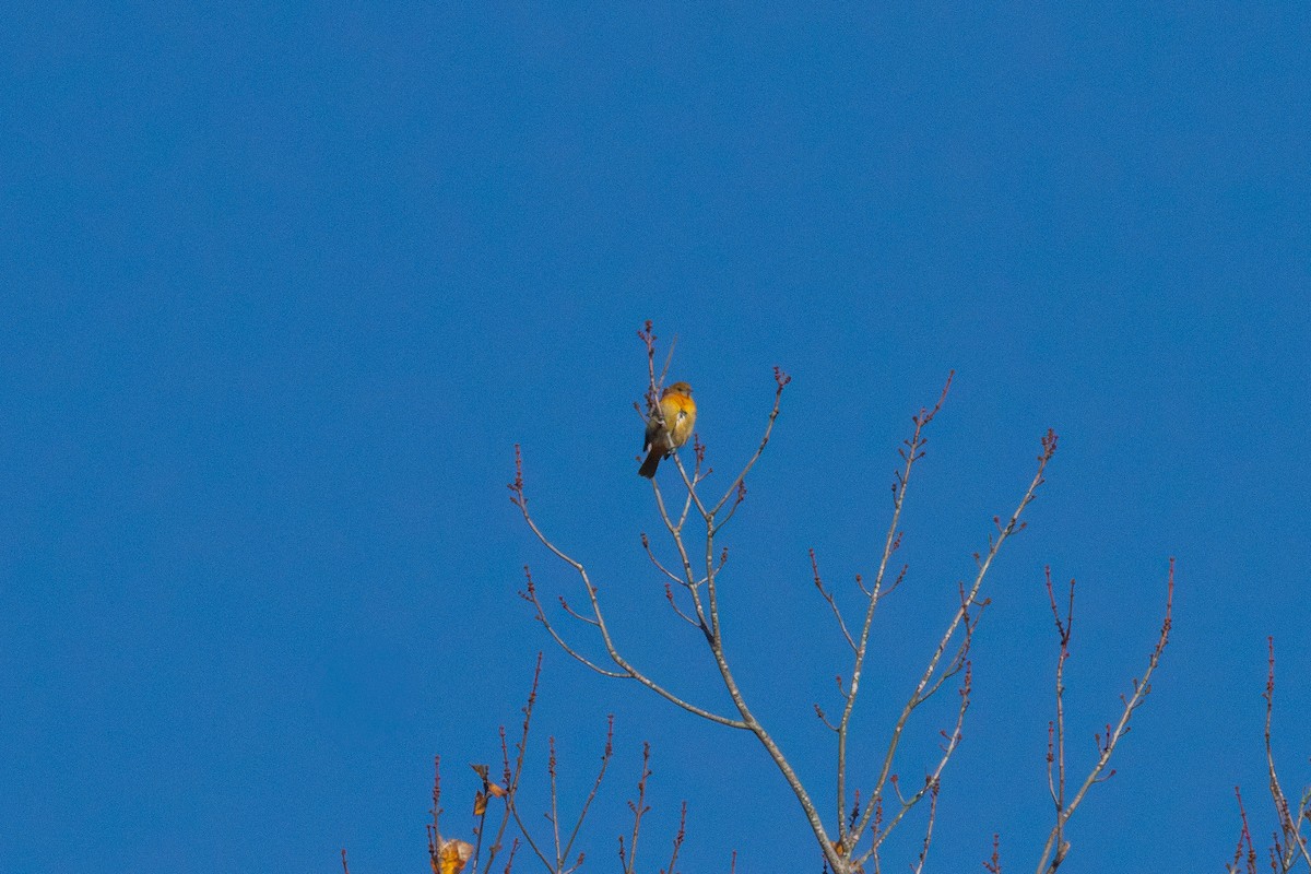 trupiál baltimorský - ML646002441