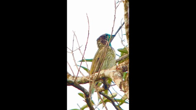 Bare-throated Bellbird - ML646002448