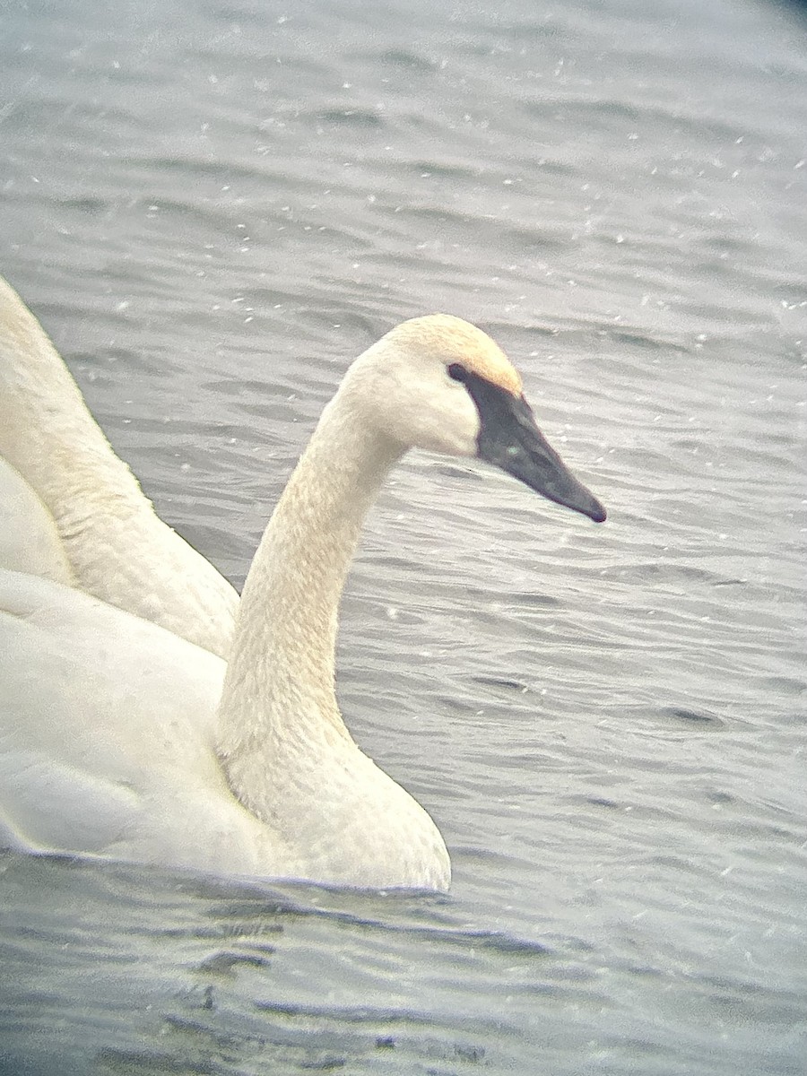 Trumpeter Swan - ML646002449