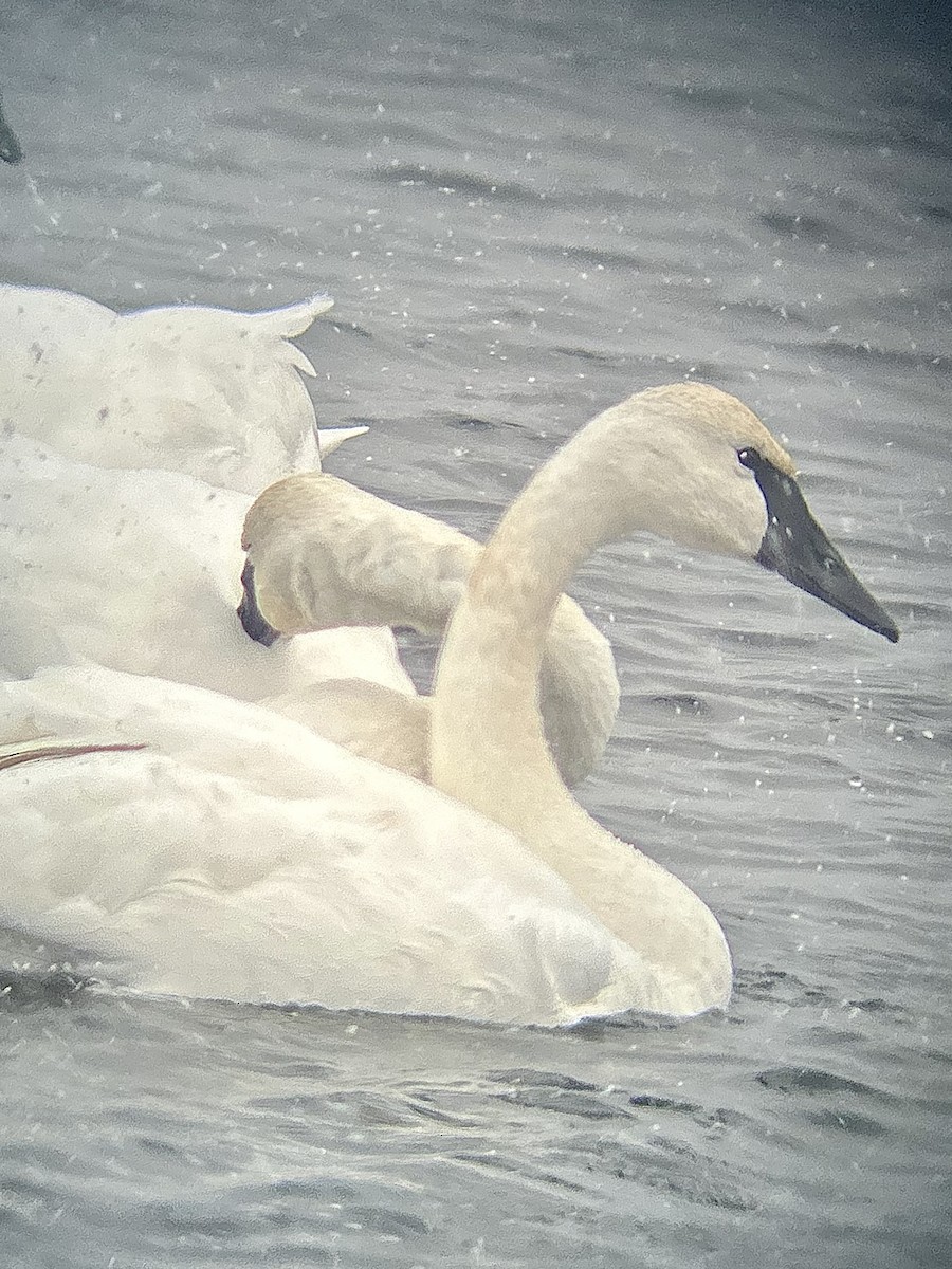 Trumpeter Swan - ML646002451