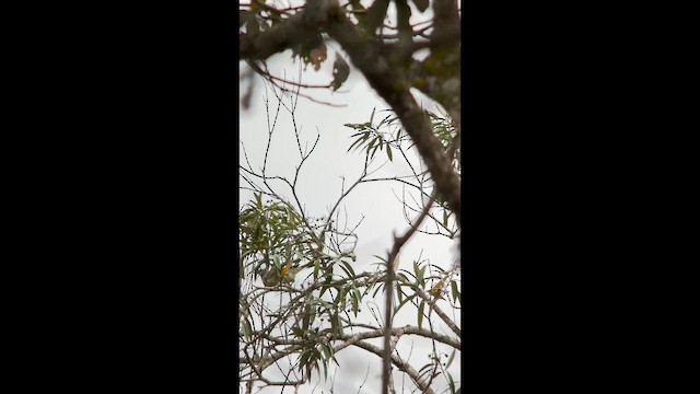 Bare-throated Bellbird - ML646002454