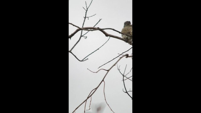 Bare-throated Bellbird - ML646002457