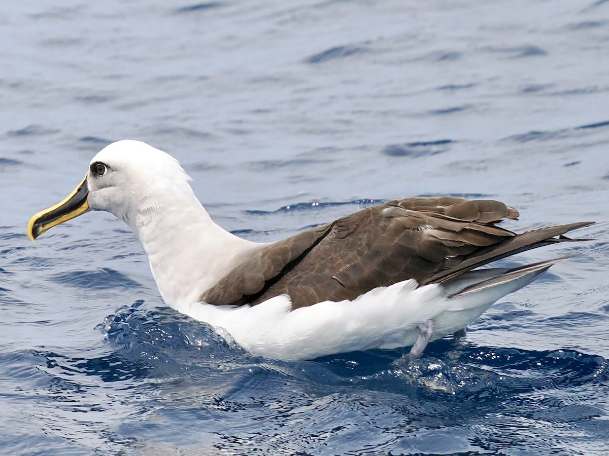 Buller's Albatross - ML646002458