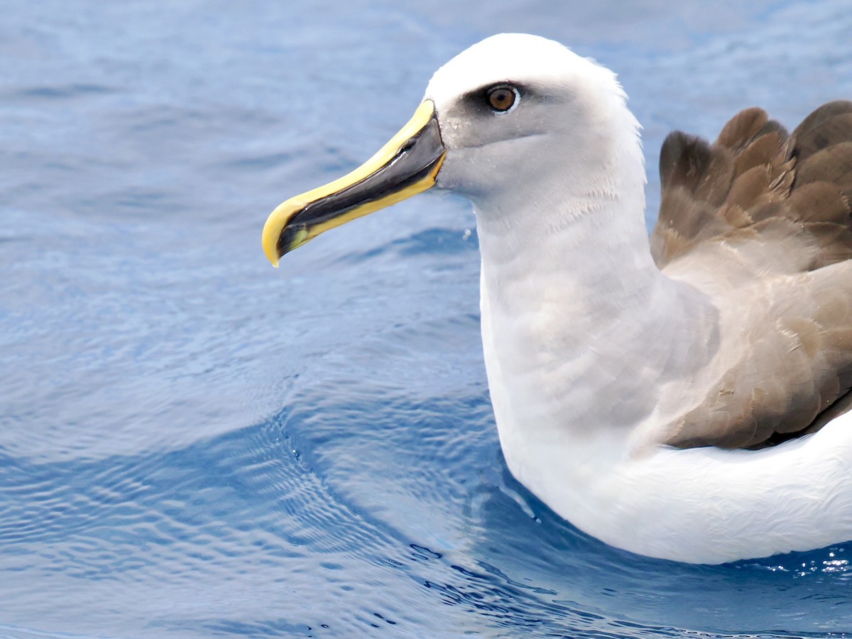 Buller's Albatross - ML646002459