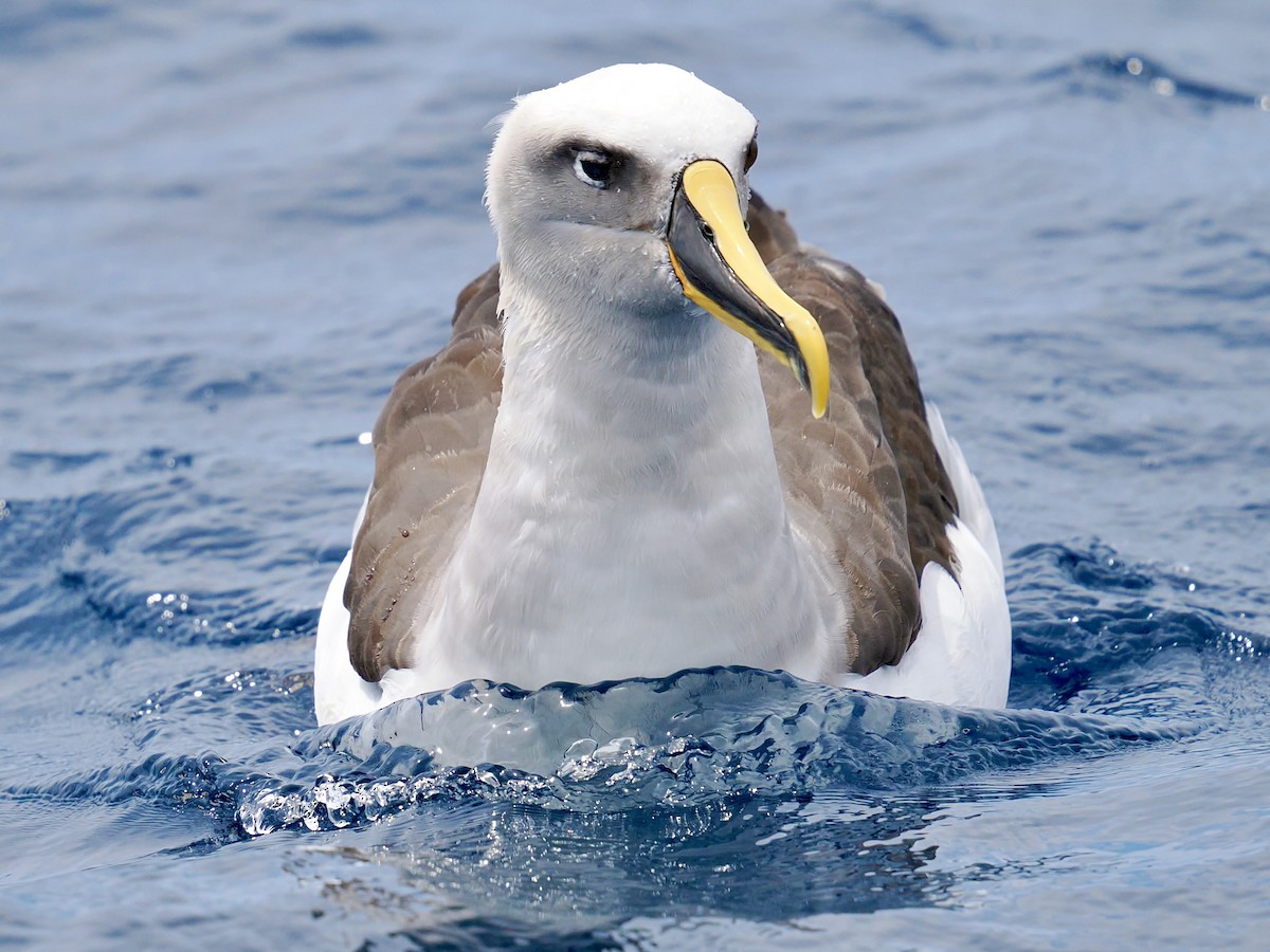 Buller's Albatross - ML646002460