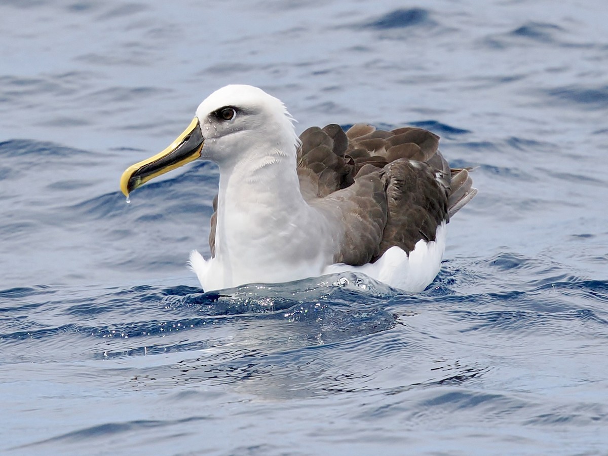 Buller's Albatross - ML646002461