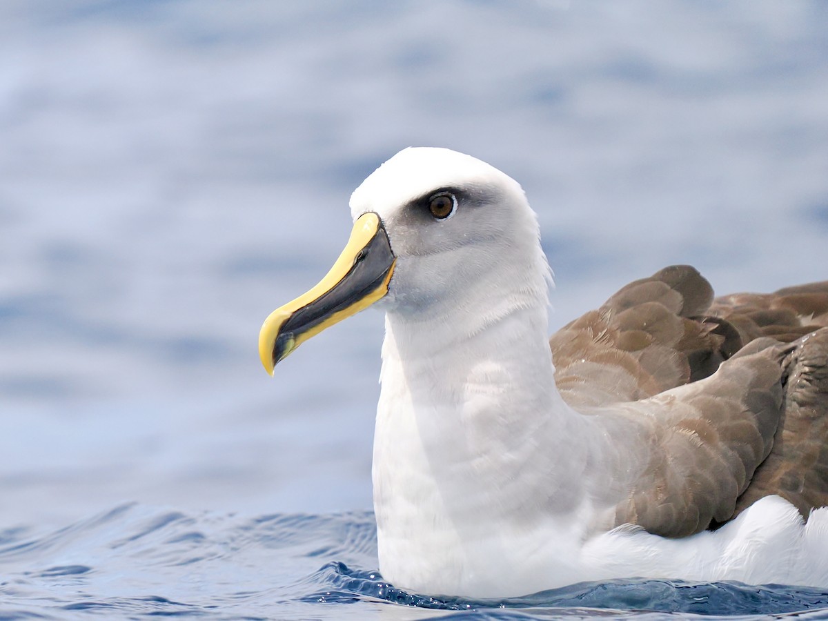 Buller's Albatross - ML646002462