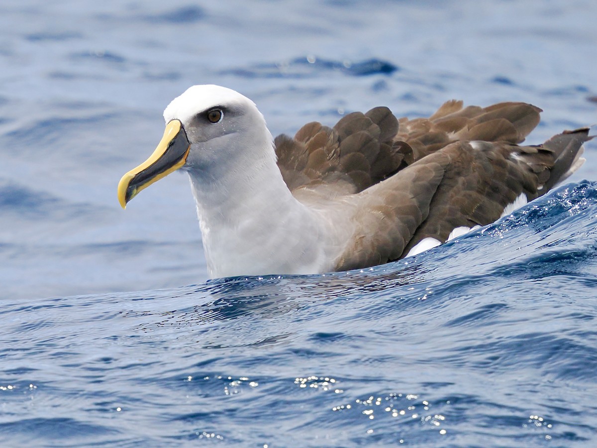 Buller's Albatross - ML646002463