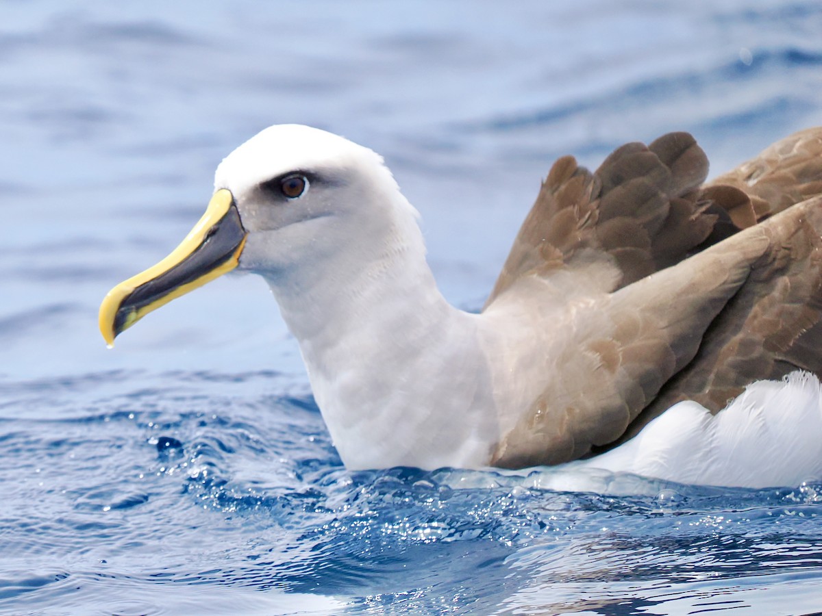 Buller's Albatross - ML646002464