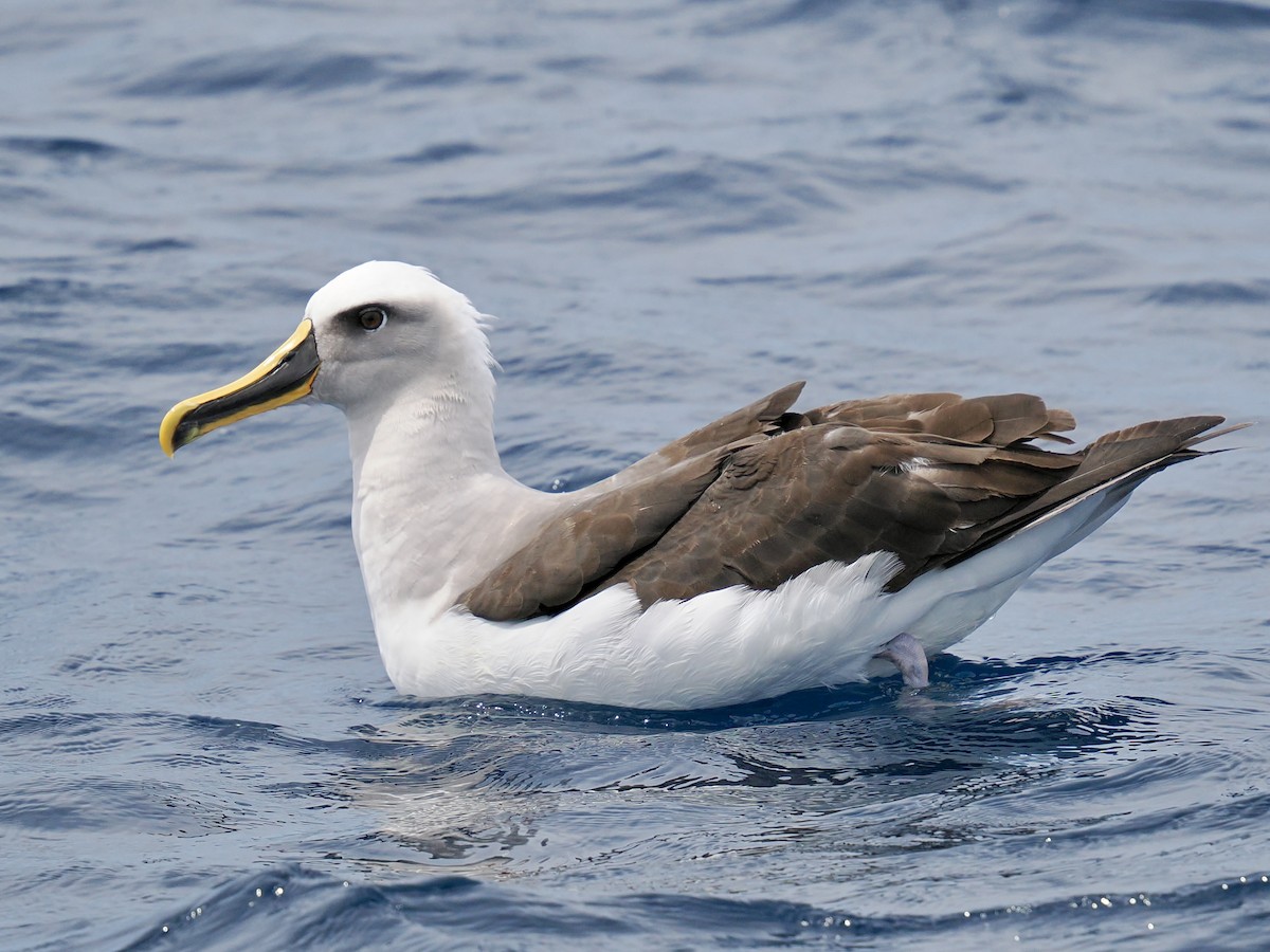Buller's Albatross - ML646002465
