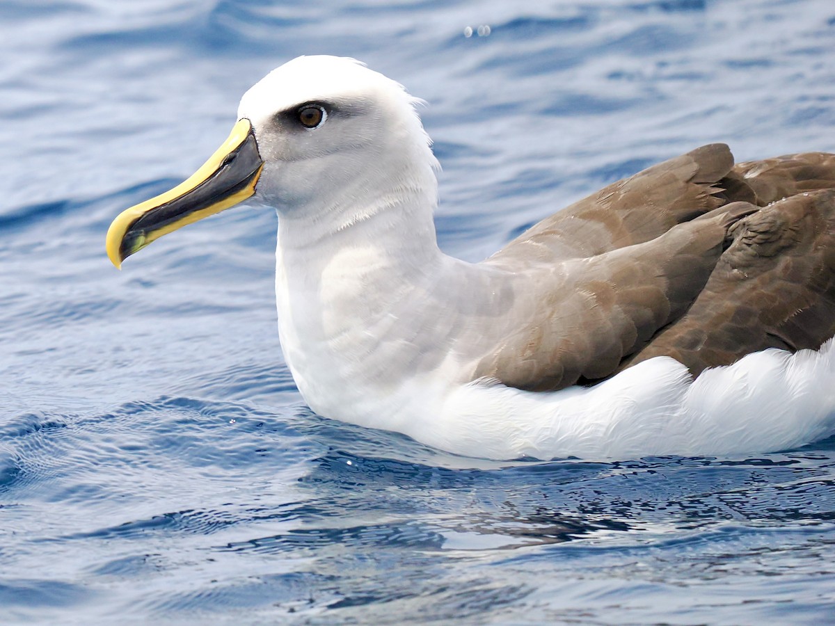 Buller's Albatross - ML646002466