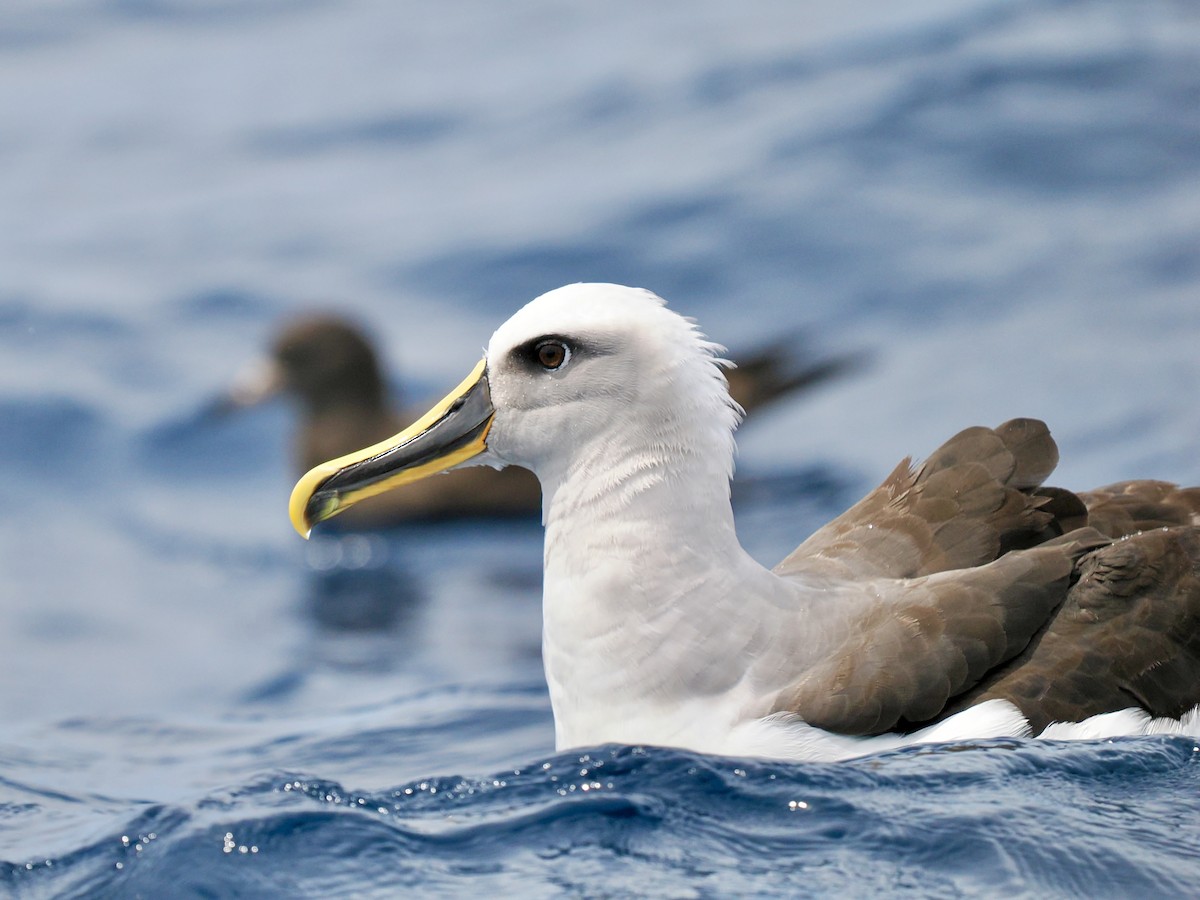 Buller's Albatross - ML646002467