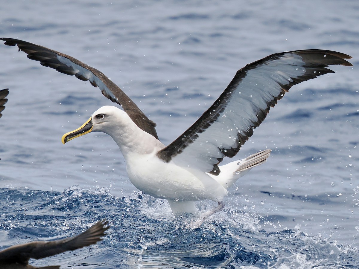 Buller's Albatross - ML646002468