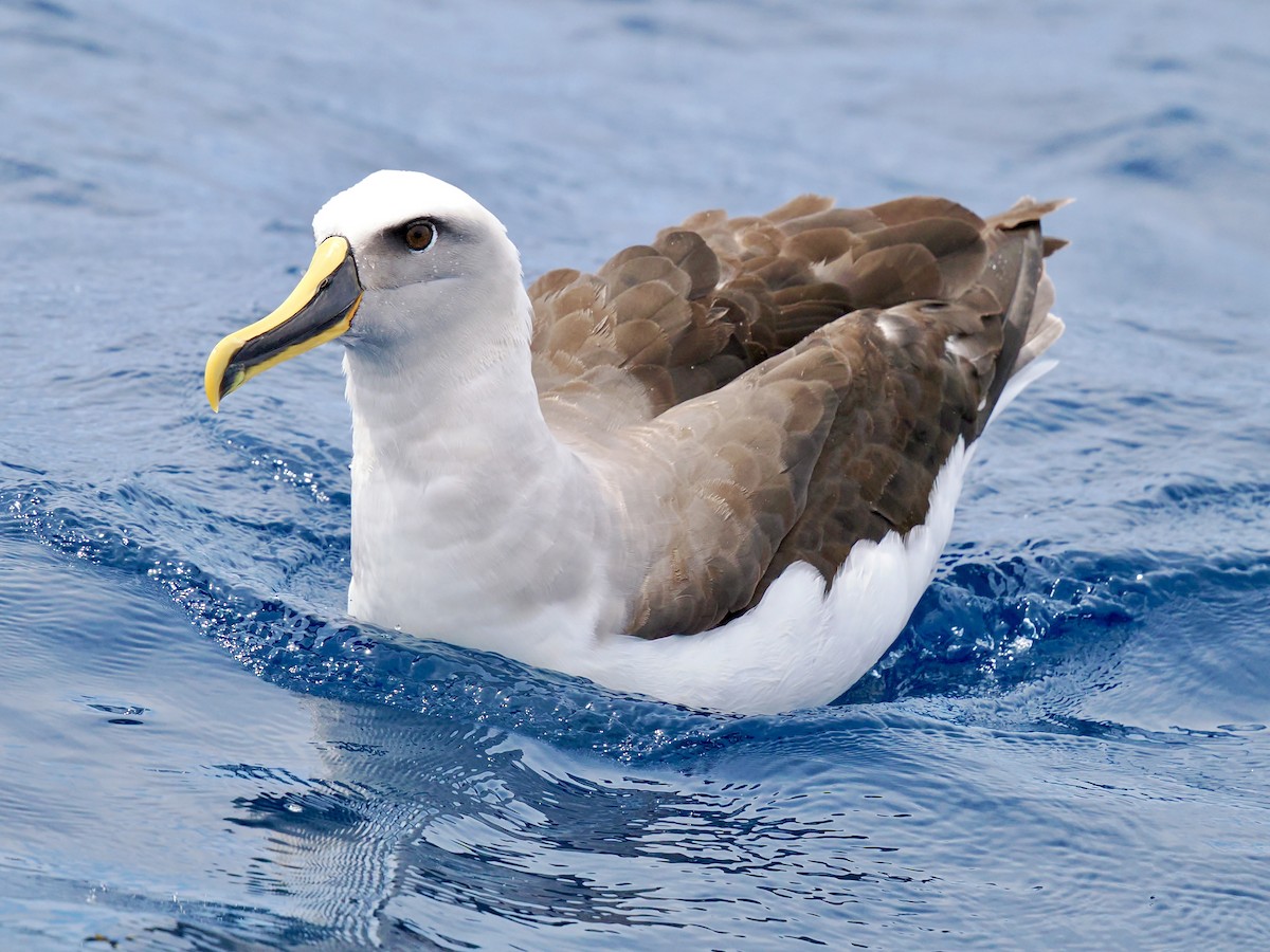 Buller's Albatross - ML646002469