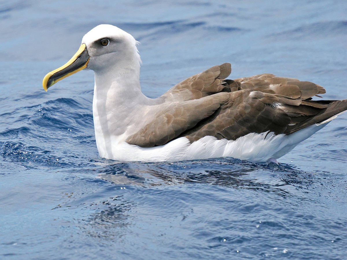 Buller's Albatross - ML646002470