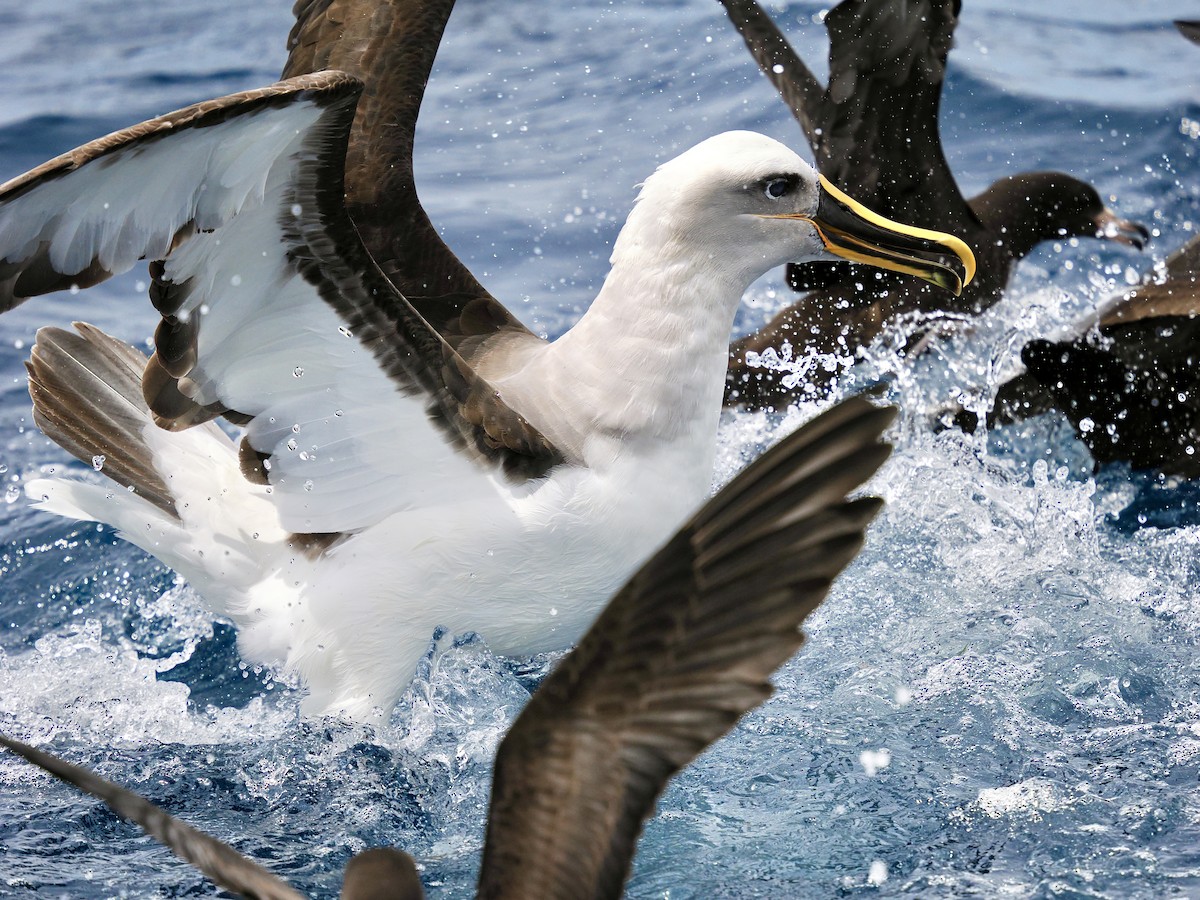 Buller's Albatross - ML646002471