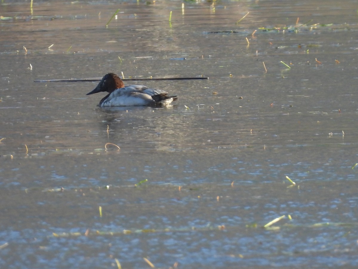 Murgilari bizkarzuria - ML646002488