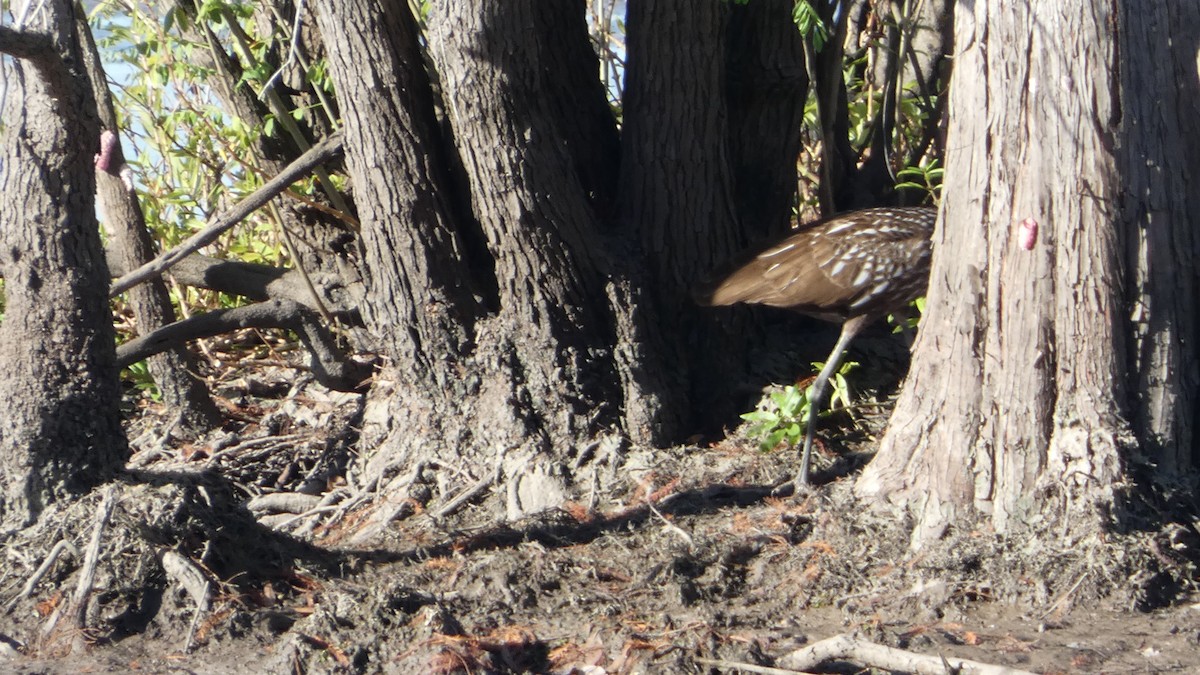 Limpkin - ML646002492