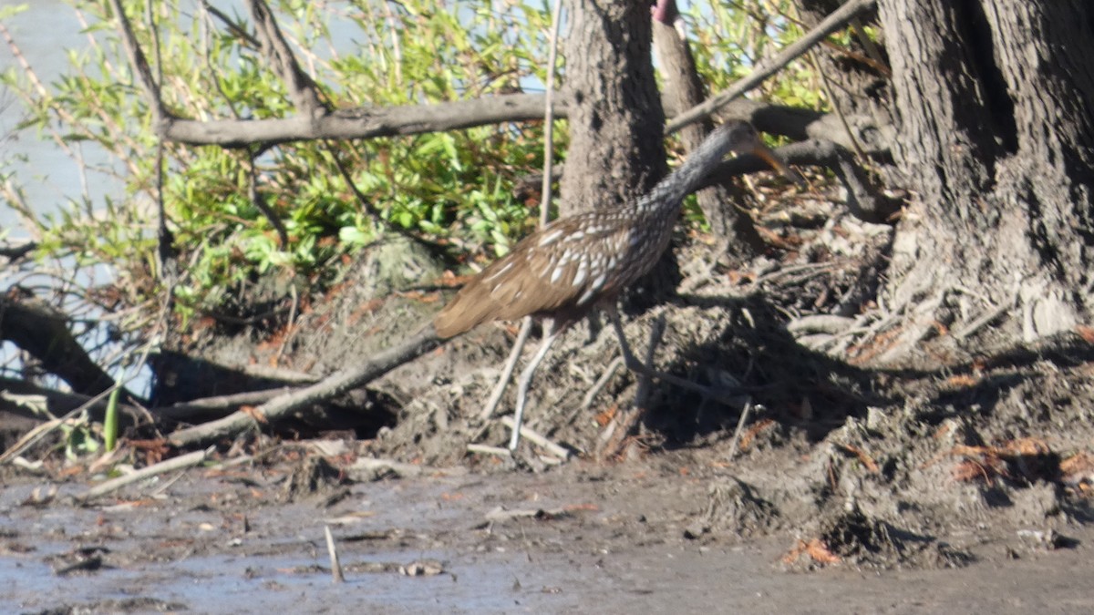 Limpkin - ML646002493