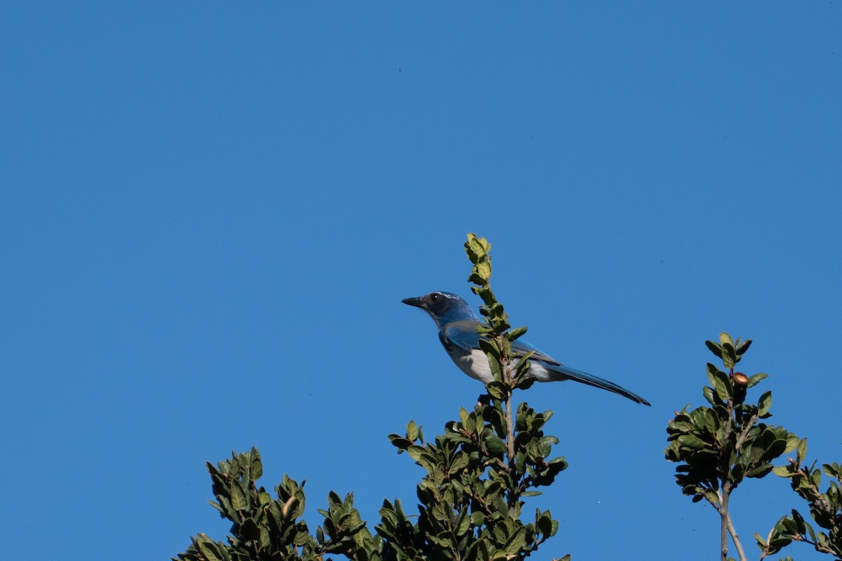 California Scrub-Jay - ML646002495
