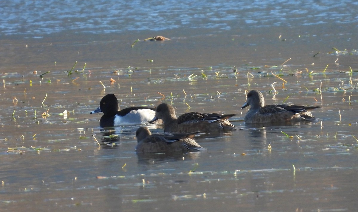 Ring-necked Duck - ML646002497