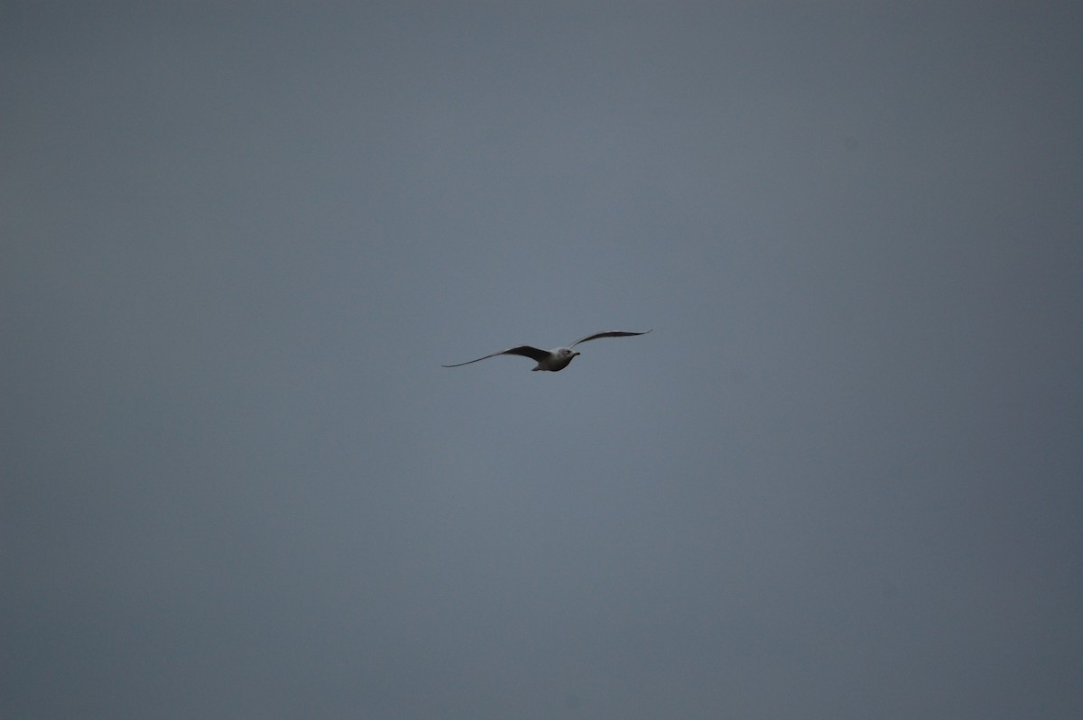 Ring-billed Gull - ML646002503