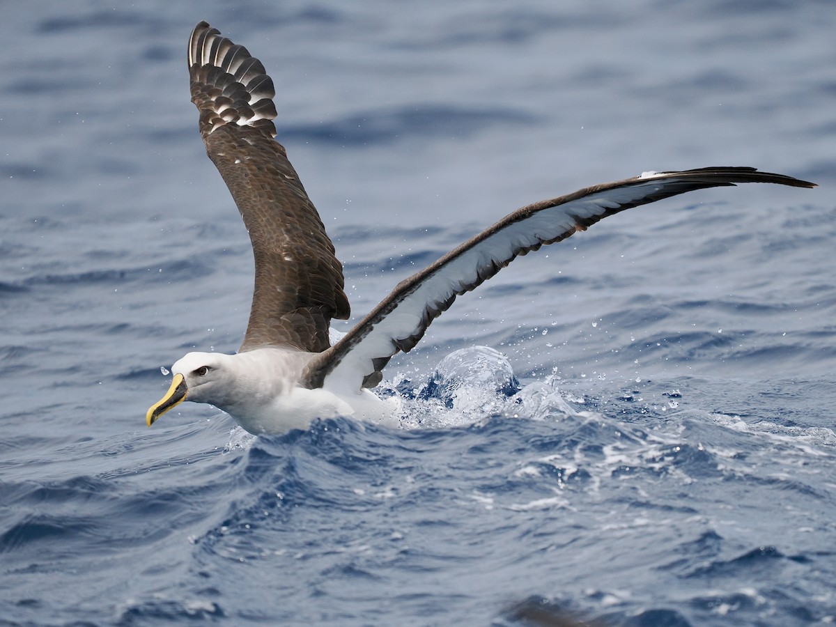 Buller's Albatross - ML646002505