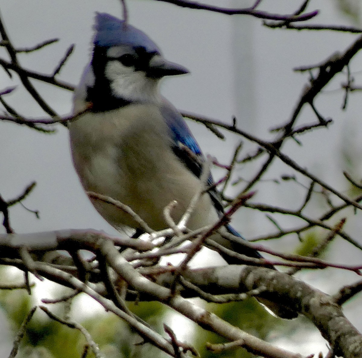 sojka chocholatá - ML646002511