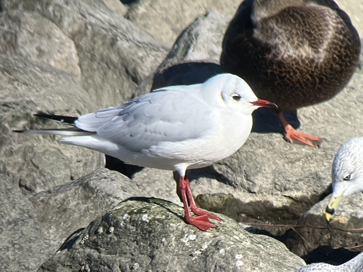 紅嘴鷗 - ML646002515