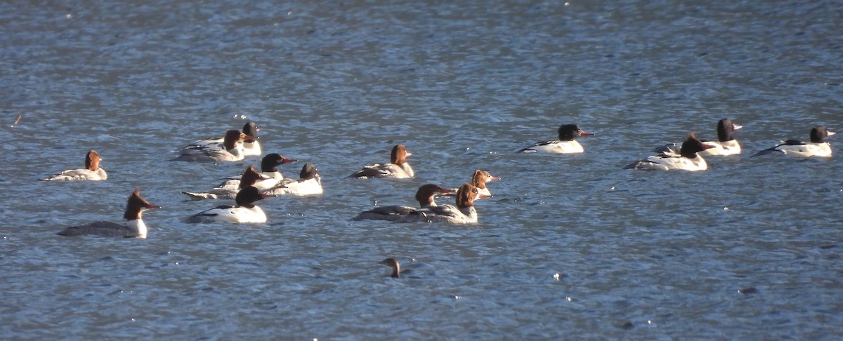 Хумхин бохио - ML646002519