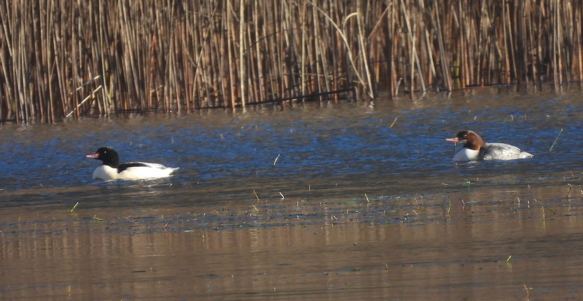 Хумхин бохио - ML646002520