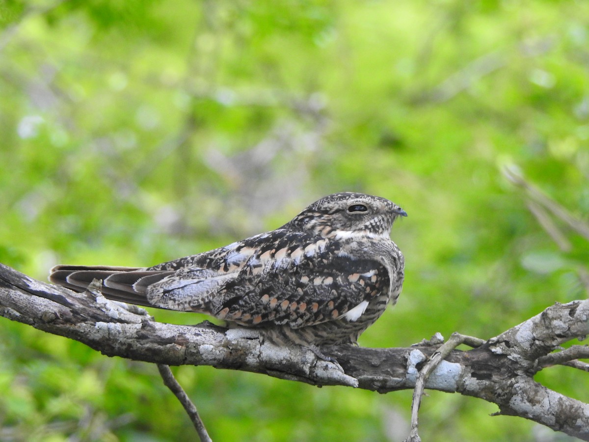 Lesser Nighthawk - ML646002522
